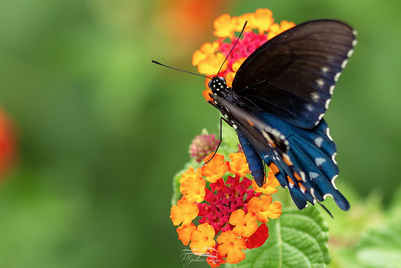 Pipevine Swallowtail