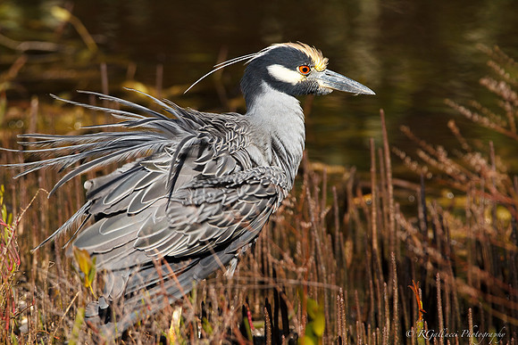 Yellow-crowned Night Heron