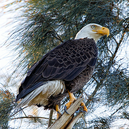 Dairy Queen Eagle
