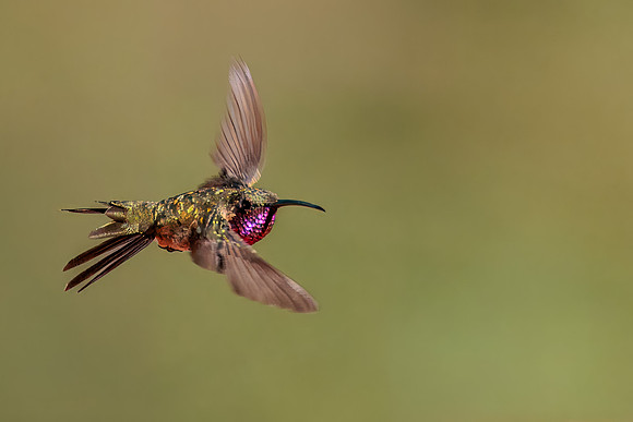 Lucifers in Flight I