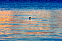 Harbor Seal in Seattle