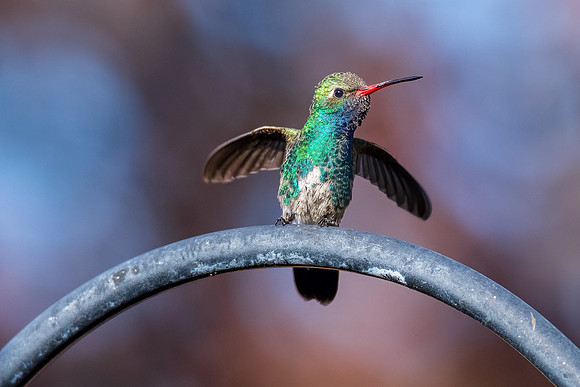 The Little Penguin (Broad-billed Hummingbird)