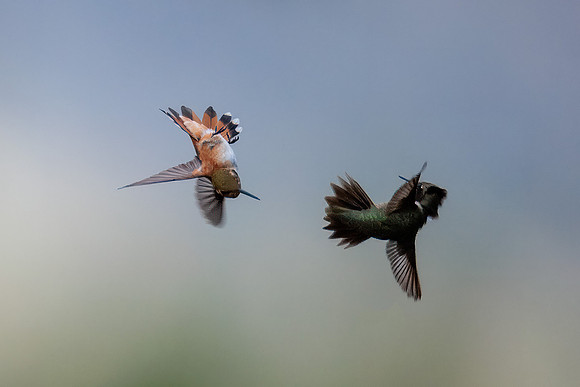 Hummingbird Wars VII