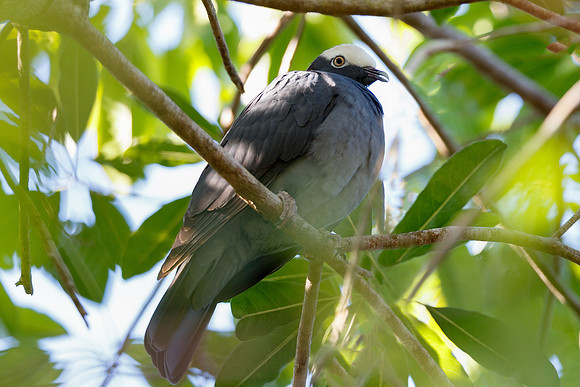 White-crowned Pigeon