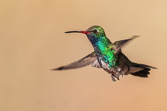 Broad-billed Hummingbird 31122 FB