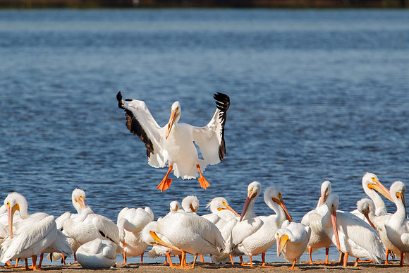 Pelican Landing