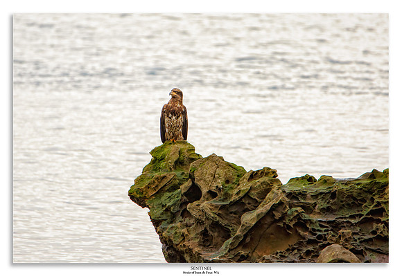 Sentinel