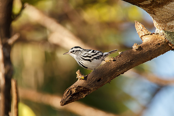 Black and White Warbler