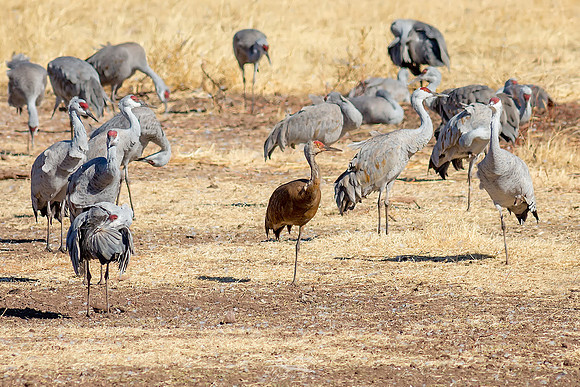 Brown Crane
