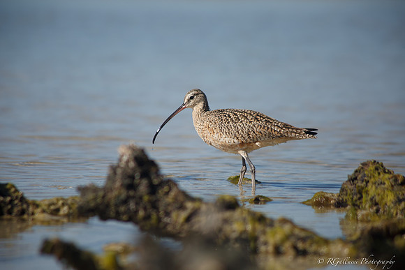 Long-billed Curlew unedited