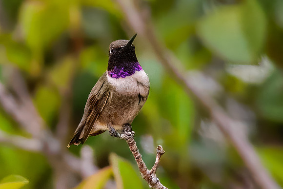 Black chinned Hummingbird on a Perch
