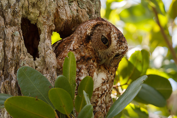Eastern Screech Owl (Rufos)