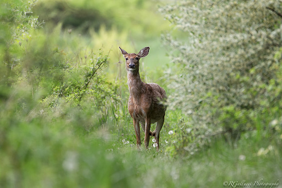 Deer in a Wet Lens