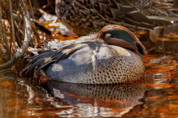 Sleeping Green-winged Teal