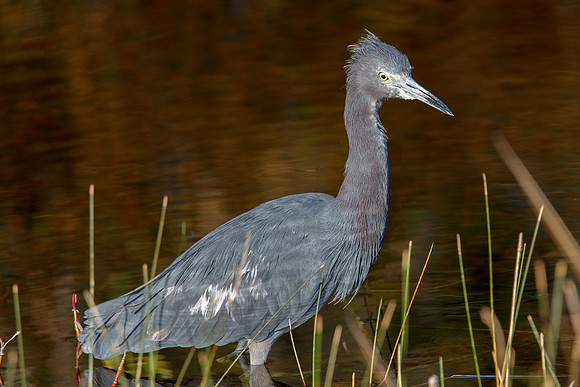 Little Blue Heron