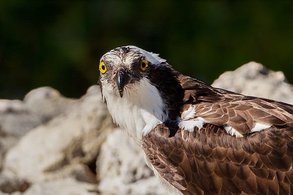 Portrait of an Osprey