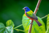 Painted Bunting II