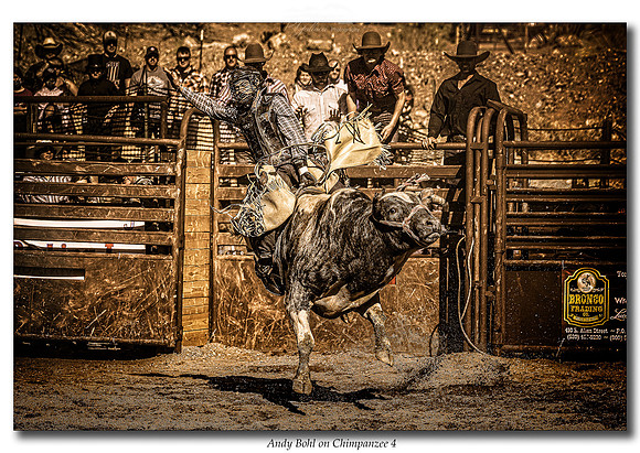 Andy Bohl on Chimpanzee 4_