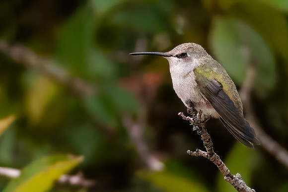 Costas Hummingbird on a Perch
