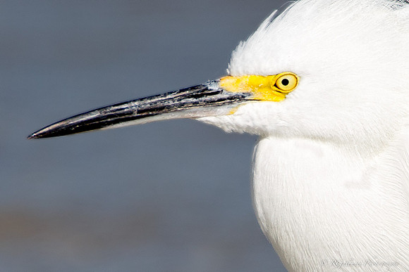 Portrait of a Snowy Egret