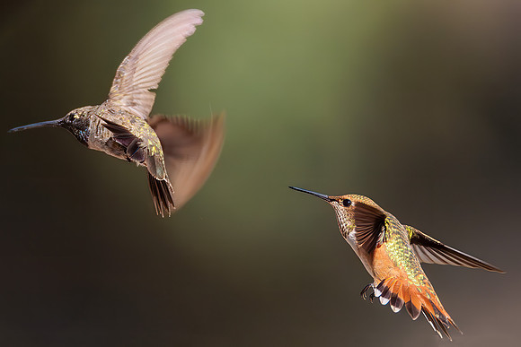 Hummingbird Wars V