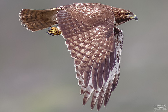 Red-tailed Hawk in Flight