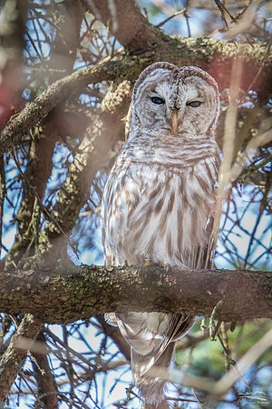 Barred Owl X