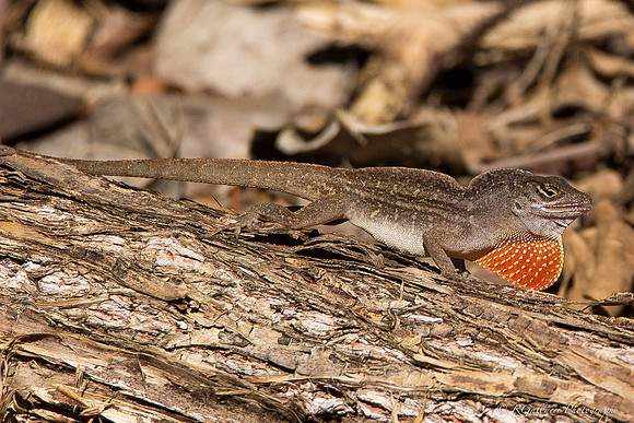 Anole Lizard