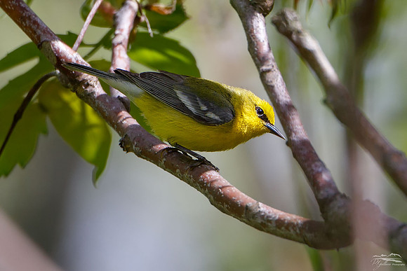 Blue-winged Warbler
