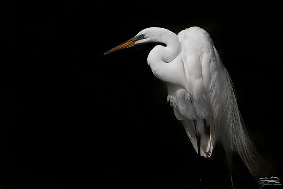 Great Egret