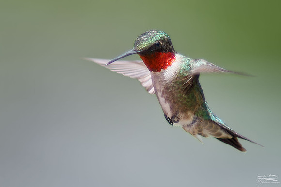 Ruby-throated Hiummingbird-1 2017
