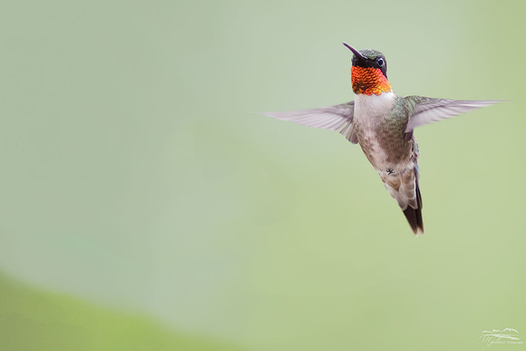 Ruby-throated Hummingbird-II 2017