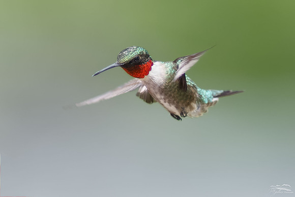 Flight of the Hummingbird (RTHU)