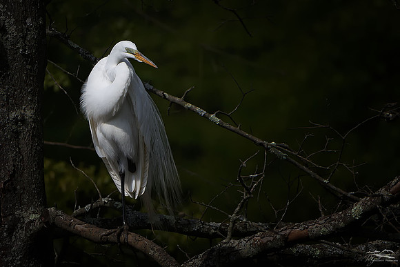 Great Egret on a Limb