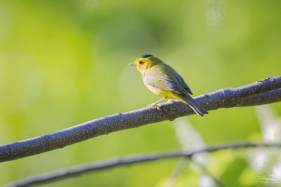Wilson's Warbler