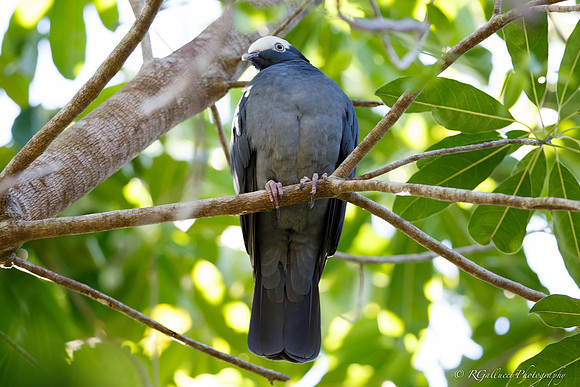 White-crowned Pigeon