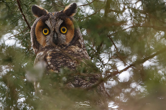 Long-eared Owl V