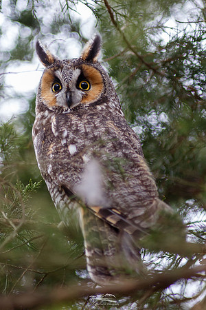 Long-eared Owl III