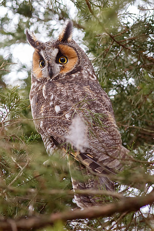 Long-eared Owl iV