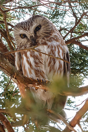 Northern Saw-whet Owl I