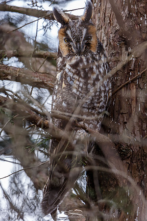 Long-eared Owl VII