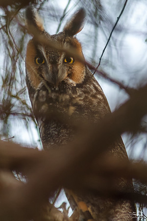 Long-eared Owl II