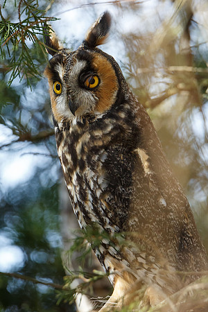 Long-eared Owl -nictitating membrane