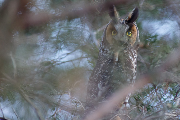 Long-eared Owl
