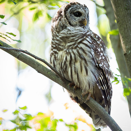 Barred Owl IV