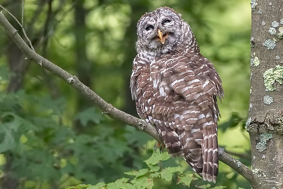 Drunken Owl