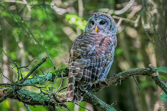 Barred Owl XII