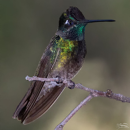 Magnificent Hummingbird III