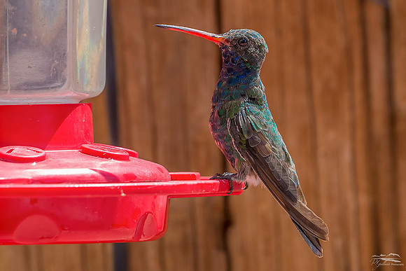 Broad-billed Hummingbird on Feeder