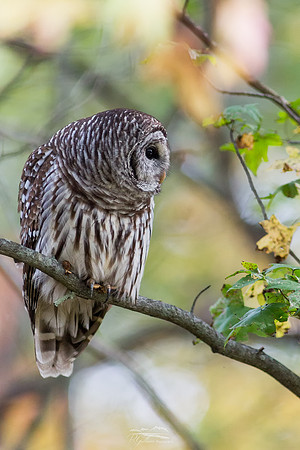 Spooky Owl